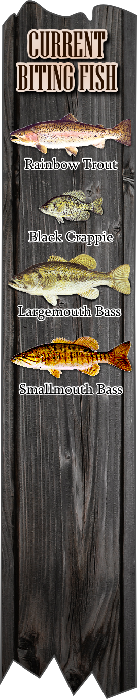 Currently biting fish list on big bear lake